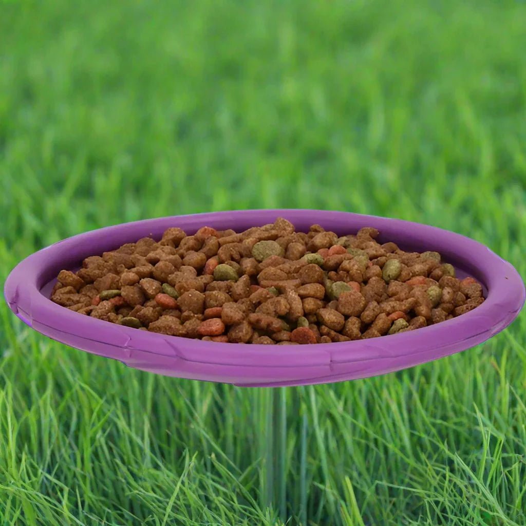 Frisbee chien / Violet - au royaume des chiens