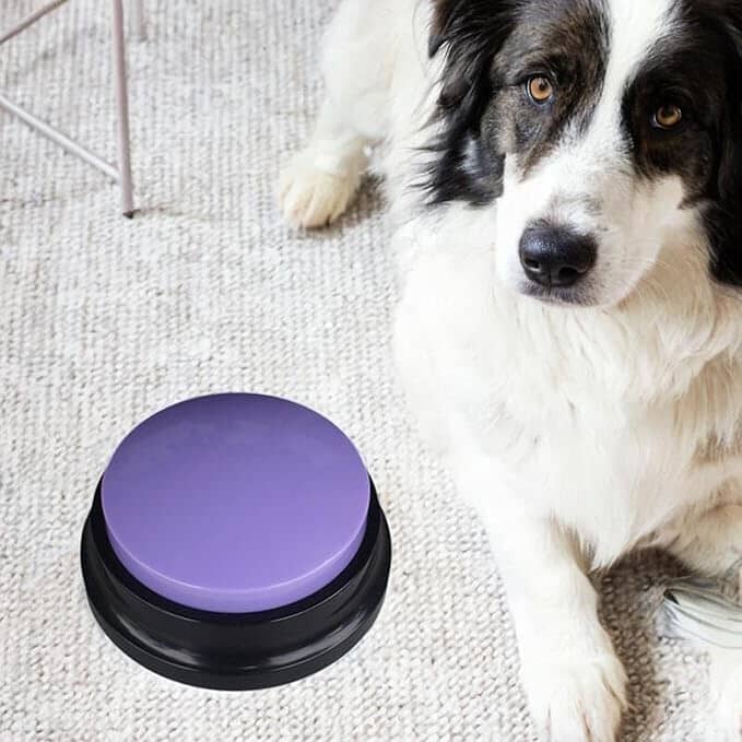Jouet Interactif pour Chien / ChienParlant / Violet