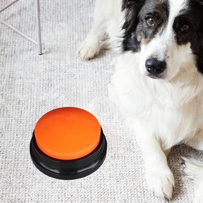 Jouet Interactif pour Chien / ChienParlant / Orange
