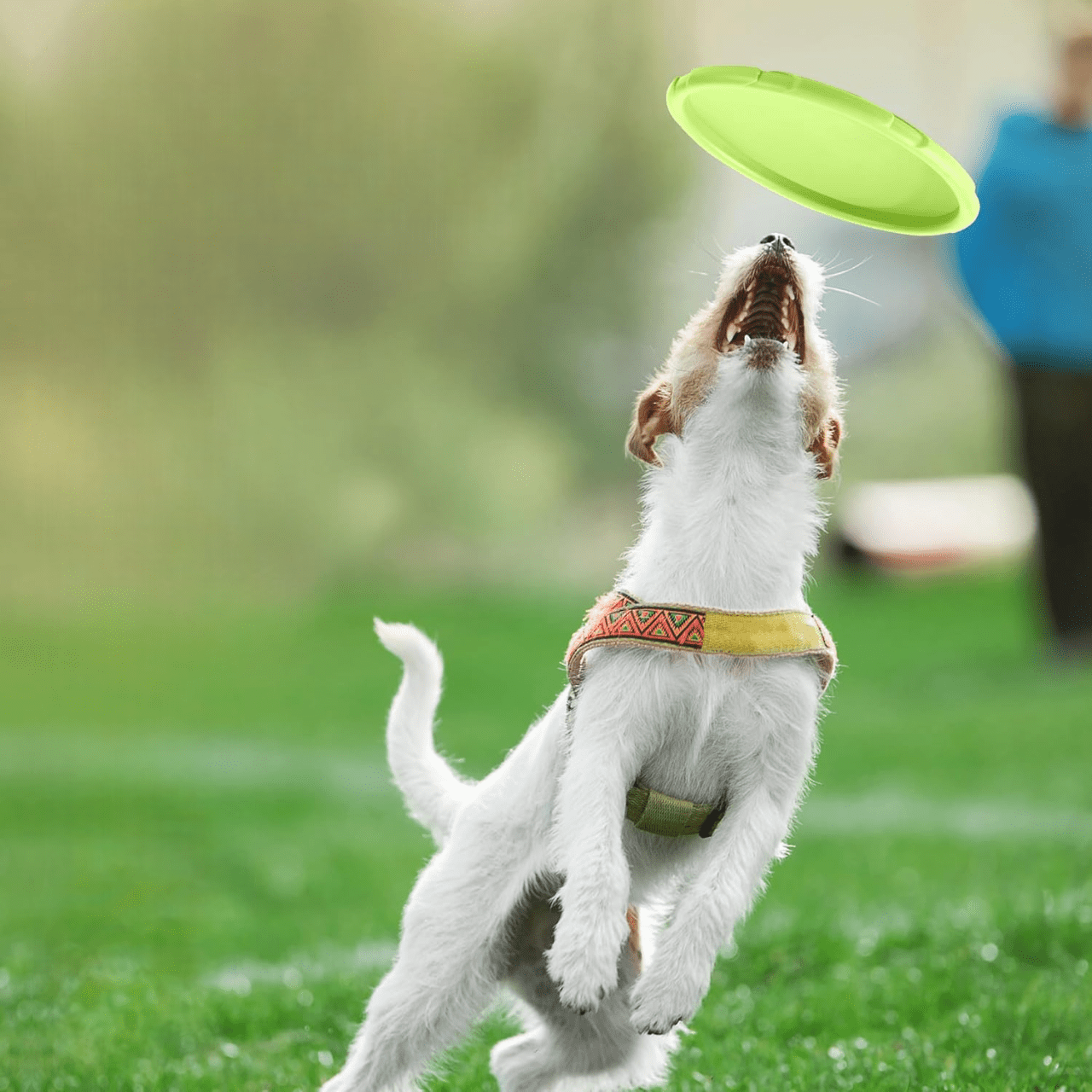 Frisbee chien - Vert - au royaume des chiens