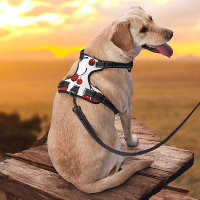 Harnais-Y-cerise-chien-regarde-cote