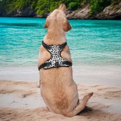 Harnais-en-Y-motifs-vaches-chien-relaxe-plage