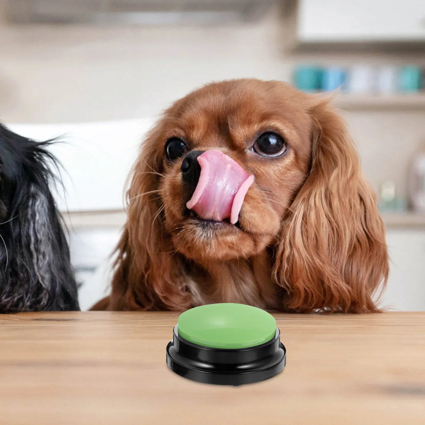 Jouet Interactif pour Chien / ChienParlant / Vert - au royaume des chiens