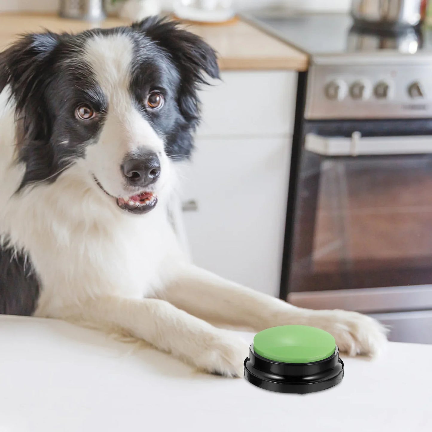 Jouet Interactif pour Chien / ChienParlant / Vert - au royaume des chiens
