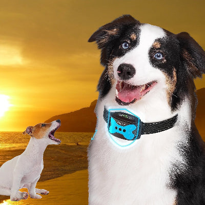 collier chien anti aboiement rechargeable deux chiens montre fonctionnement