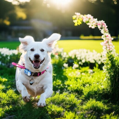 collier-gps-pour-chien-localisation-intelligente-suivi-chien-court-dans la cour