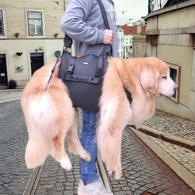 harnais-pour-chien-reeducation-facile-lever