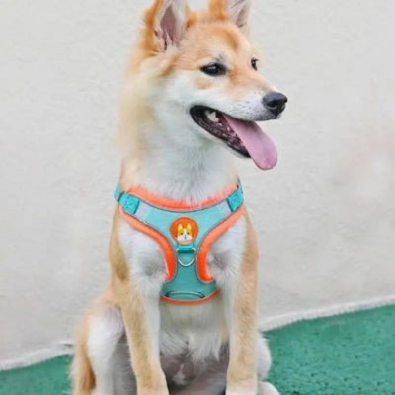 Harnais pour chien - réglable - jadore