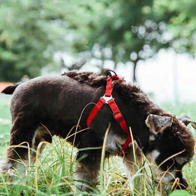 Harnais pour chien / réglable en y - au royaume des chiens