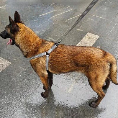 Harnais pour chien / réglable en y - au royaume des chiens