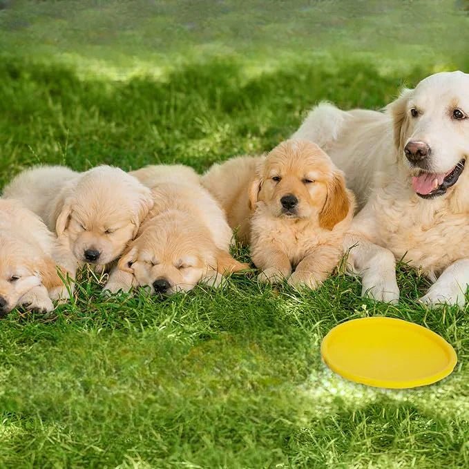Frisbee chien - Jaune - au royaume des chiens
