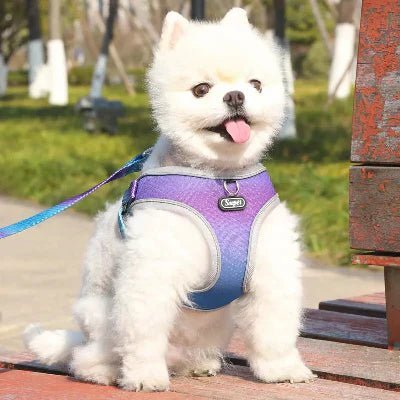 Comment choisir le bon harnais pour son chien ? Guide complet harnais pour chien guide complet choisir bon modèle