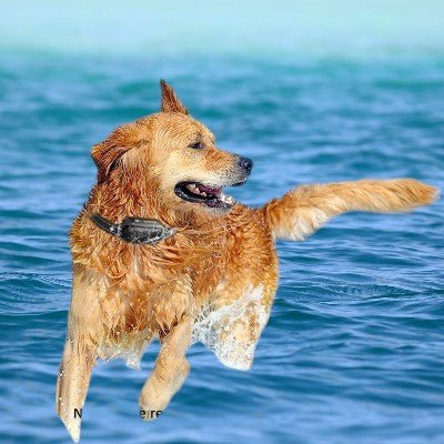 Anti-aboiement-chien-collier-de-dressage-avec-manette-impermeable-chien-plage