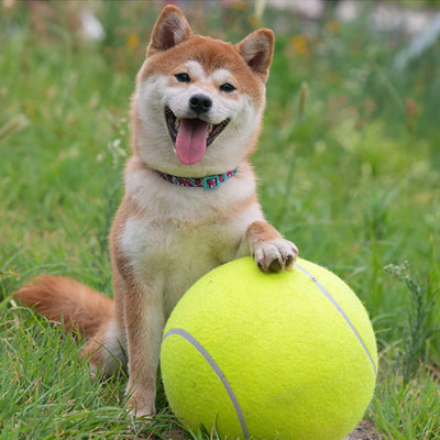 Balle-pour-chien-tennis-geante-chien-parc