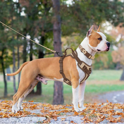 Chien-harnais - chocolat-portant-harnais