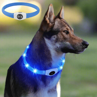 Collier-pour-chien-USB-chien-avec-collier-bleu