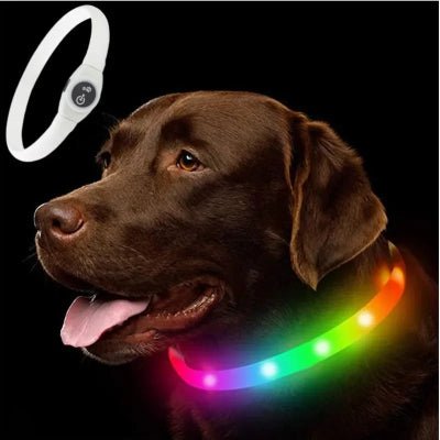 Collier-pour-chien-USB-multicolore