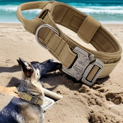 Collier-pour-chien-laisse-collier-beige