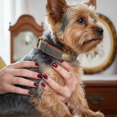 Collier pour chien - personnalisé en cuir-Yorkshire tenu par une femme élégante