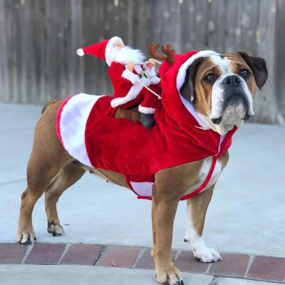 Costume pour chien - père noël sur le dos - au royaume des chiens