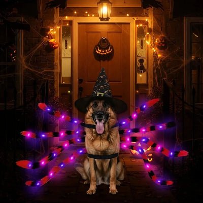 Costume pour chien - araignée pattes aux leds - au royaume des chiens