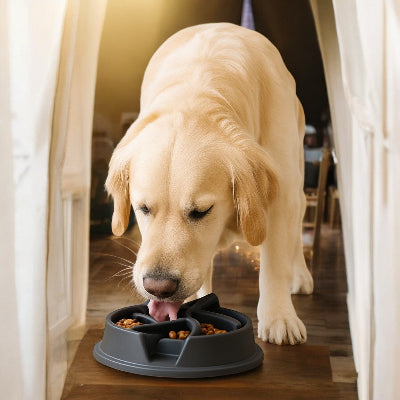 Gamelle pour chien anti glouton chien qui se nourris dans la cuisine chien mange-maison