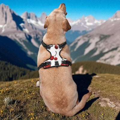 Harnais-Y-cerise-chien-regarde-devant