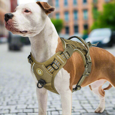 Harnais-Y-gros -chien-boxer-promenade-ville