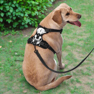 Harnais-Y-tête-squelette-chien-portant-dans-cour-heureux