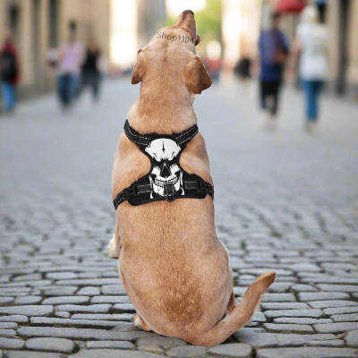 Harnais-Y-tête-squelette-chien-portant-dans-rue