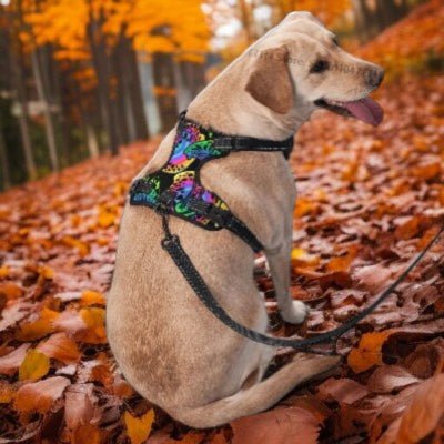 Harnais-en-Y-Psychedelique-chien-portant-avec-laisse-regarde-cote-droite