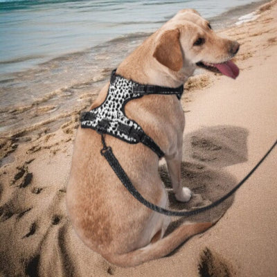 Harnais-en-Y-motifs-vaches-chien-promenade-avec-laisse-plage