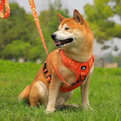 Harnais-en-Y-moyen-a-grand-chien-heureux-parc-harnais-orange