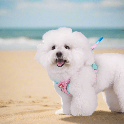 Harnais-en-Y-petit-chien-promenade-plage