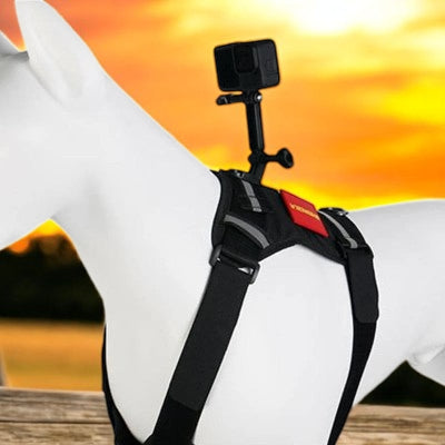 Harnais-en-Y-support-camera-dos-chien-coucher-soleil