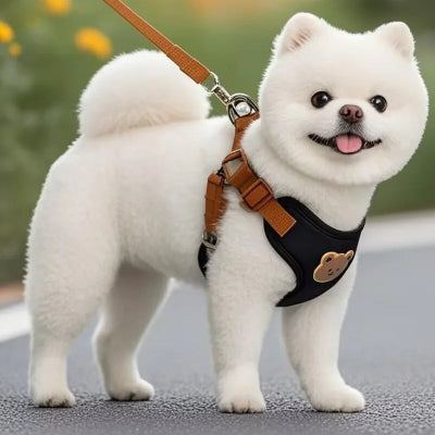Harnais-petit-chien-laisse-promenade-fiere