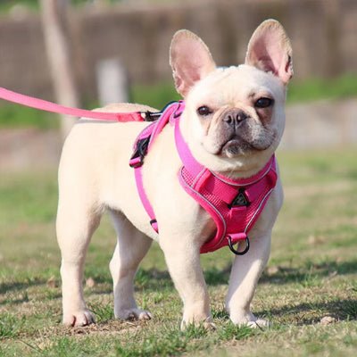 Harnais pour chien - petit chien -joie