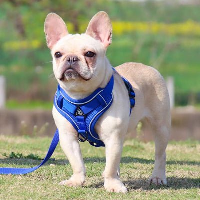 Harnais pour chien-petit chien -Harnais-pour-chien-pour-petit-chien