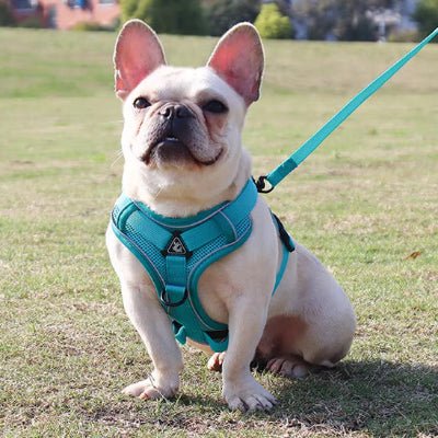 Harnais-pour-chien-pour-petit-chien-parc