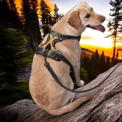 Harnais-y-tete-de-mort-floral-chien-portant-regade-cote-avec-laisse