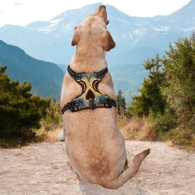Harnais-y-tete-de-mort-floral-chien-portant-regarde-devant-sans-laisse-montagne
