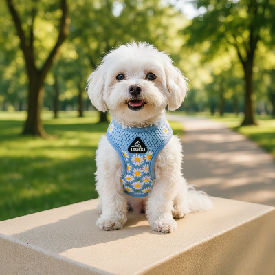 Harnais petit chien - marguerites-petit-chien-mignon