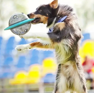 Jouet-interactif- pour-chien-soucoupe-spatiale-chien-attrape-au-vole-joue
