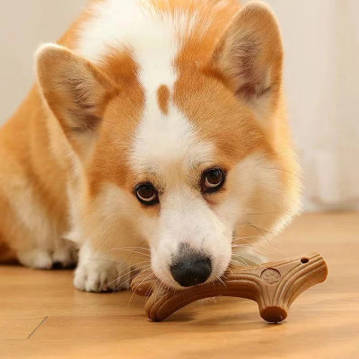 Jouet-pour-chien-indestructible-forme-d'os-en-bois-corgi-joue-os-branche