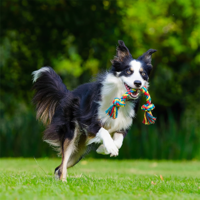 Jouet pour chien -  corde dentition résistant durable-Jouet corde chien -court-avec-sa-corde