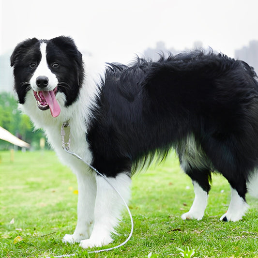 Laisse pour chien - câble