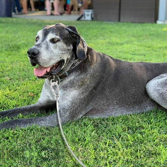 Laisse pour chien - câble