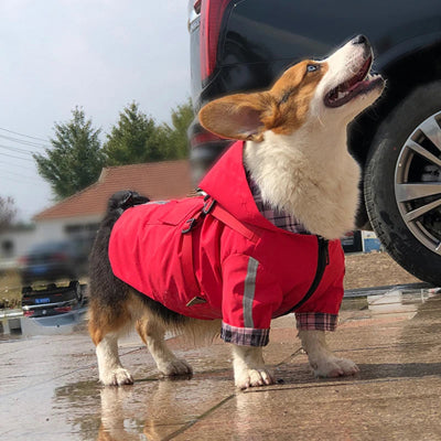Manteau chien - imperméable réfléchissant avec harnais-chien-en-rouge-pres-auto