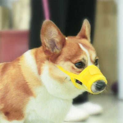 Museli_re-anti-aboiement -pour-chien -demonstration-chien-qui-porte-muselire