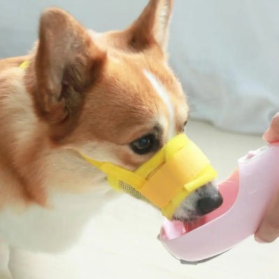Museli_re-anti-aboiement -pour-chien -qui-boit-dans-une-gourde-avec-museliere